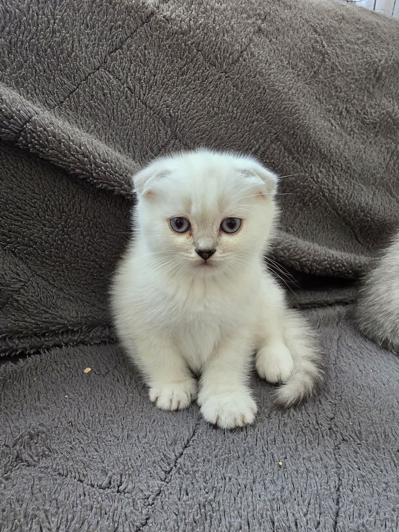 Süße Britische Katzenbabys – 2 Monate, Junge & Mädchen Süße Britische Katzenbabys – 2 Monate, Junge & Mädchen