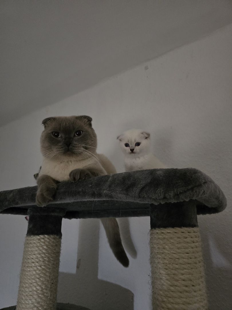 Süße Britische Katzenbabys – 2 Monate, Junge & Mädchen Süße Britische Katzenbabys – 2 Monate, Junge & Mädchen