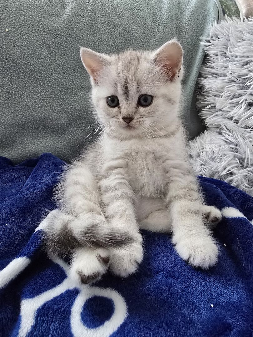 Süße Britische Katzenbabys – 2 Monate, Junge & Mädchen Süße Britische Katzenbabys – 2 Monate, Junge & Mädchen