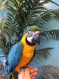 Weibliche und männliche Blauaras zu verkaufen