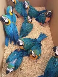 Weibliche und männliche Blauaras zu verkaufen