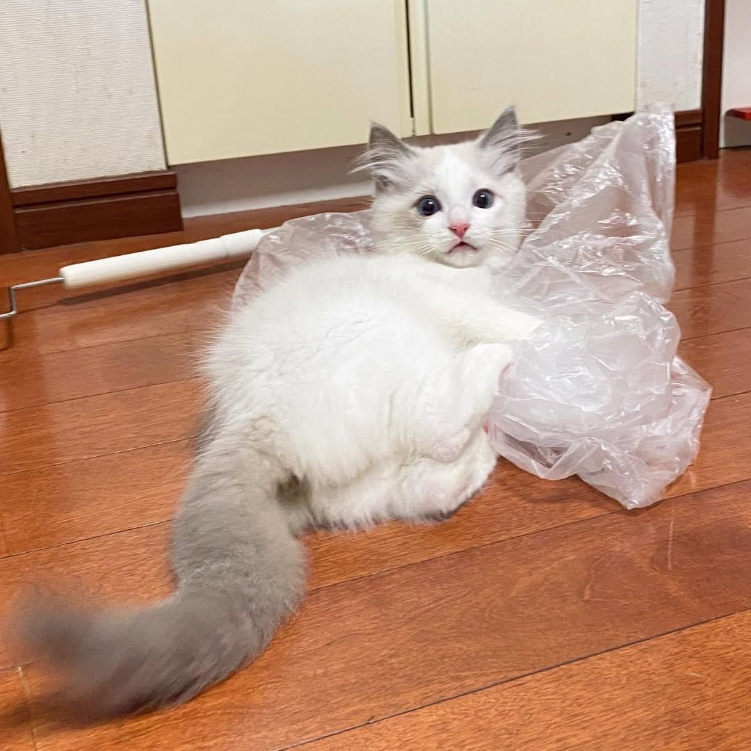 Süße Ragdoll-Kätzchen suchen ein neues Zuhause. Süße Ragdoll-Kätzchen suchen ein neues Zuhause.