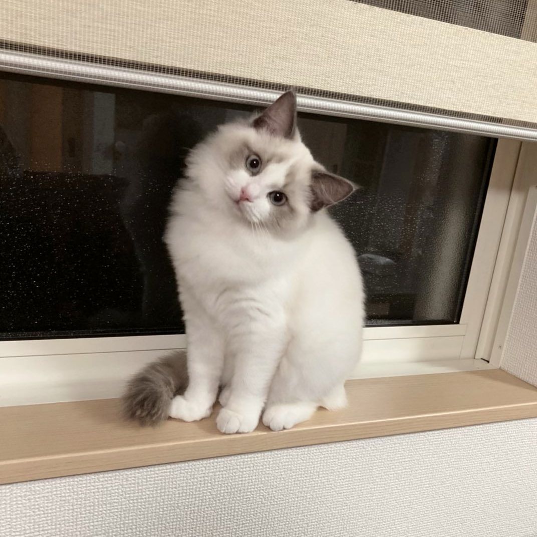 Süße Ragdoll-Kätzchen suchen ein neues Zuhause. Süße Ragdoll-Kätzchen suchen ein neues Zuhause.