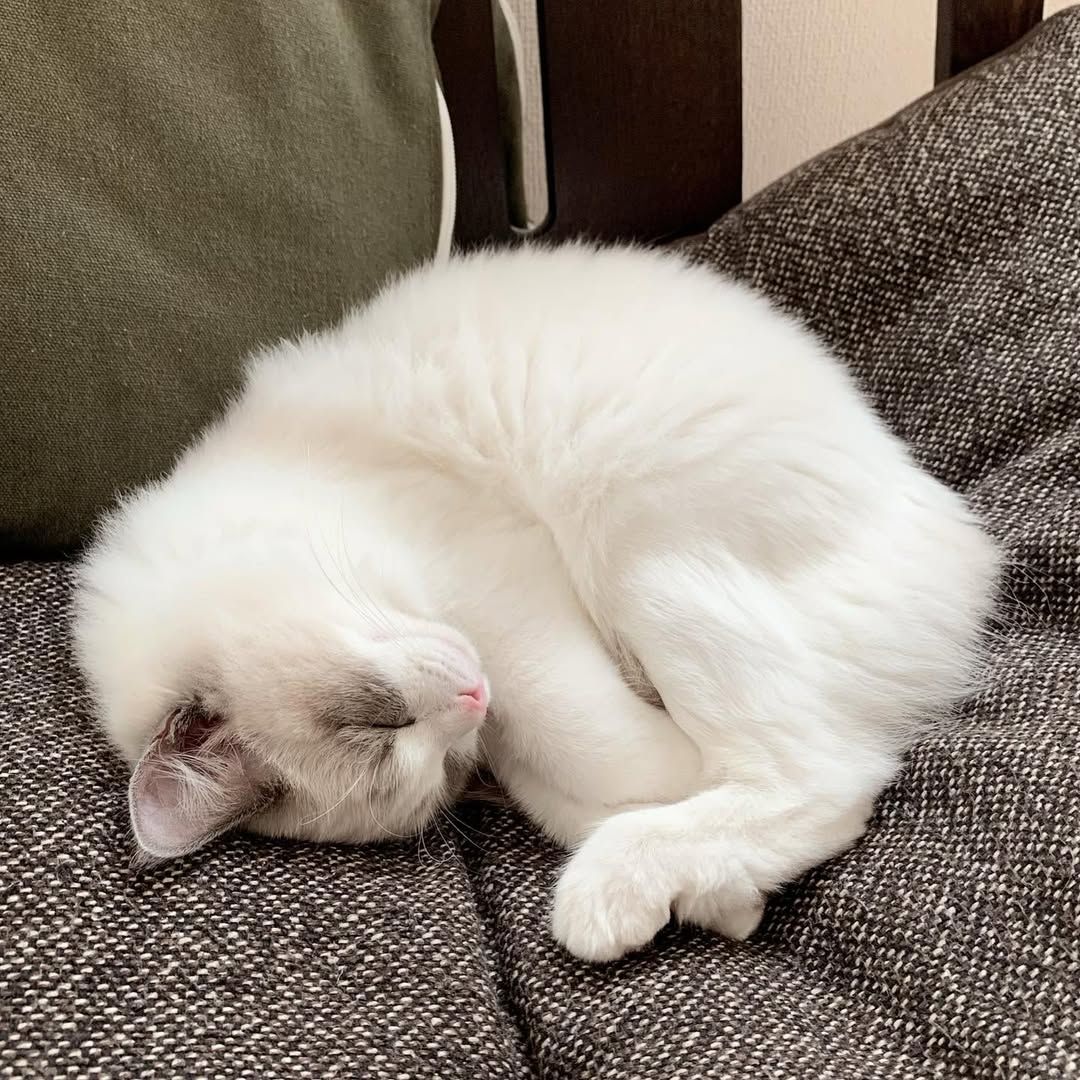 Süße Ragdoll-Kätzchen suchen ein neues Zuhause. Süße Ragdoll-Kätzchen suchen ein neues Zuhause.