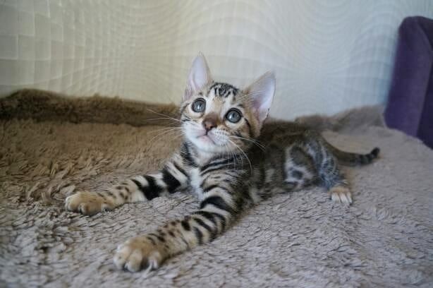 Süße Bengal-Kätzchen abzugeben Süße Bengal-Kätzchen abzugeben