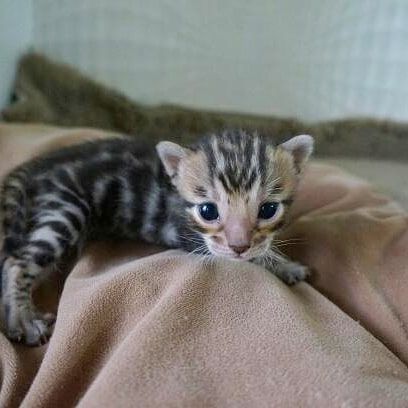 Süße Bengal-Kätzchen abzugeben Süße Bengal-Kätzchen abzugeben