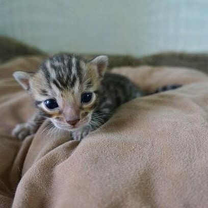 Süße Bengal-Kätzchen abzugeben Süße Bengal-Kätzchen abzugeben