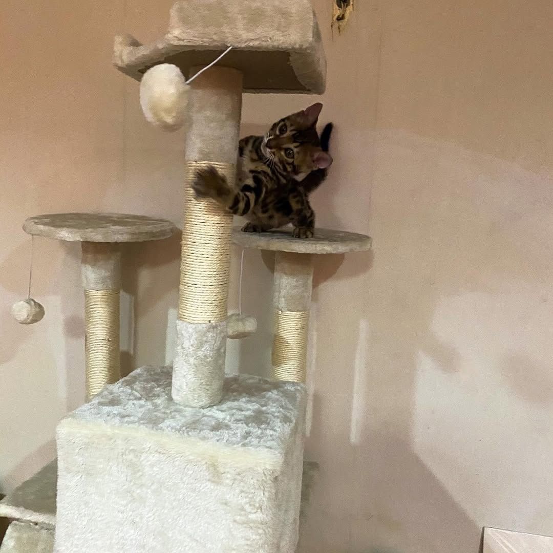 Süße Bengal-Kätzchen abzugeben Süße Bengal-Kätzchen abzugeben