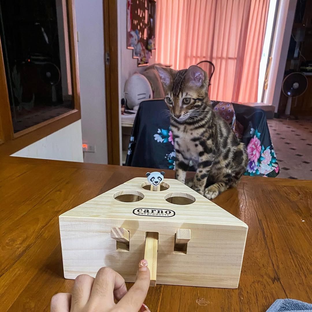 Süße Bengal-Kätzchen abzugeben Süße Bengal-Kätzchen abzugeben