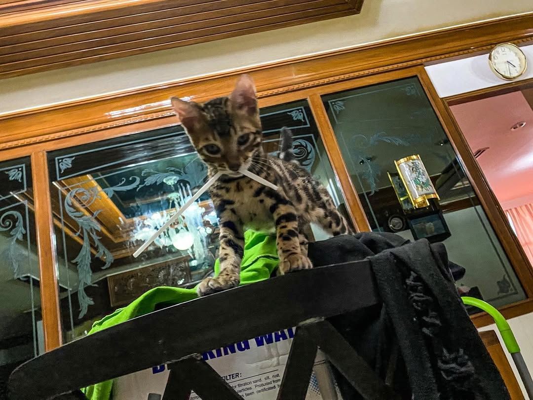 Süße Bengal-Kätzchen abzugeben Süße Bengal-Kätzchen abzugeben