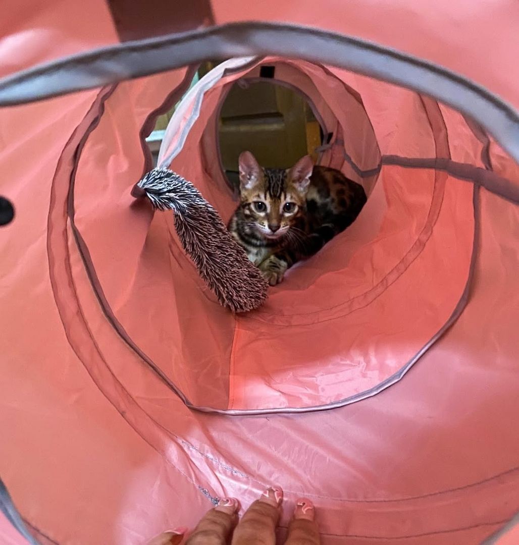 Süße Bengal-Kätzchen abzugeben Süße Bengal-Kätzchen abzugeben