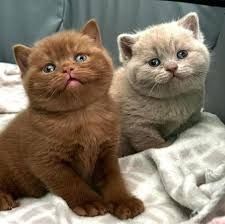 Britisch Kurzhaar Kätzchen aus eigener Aufzucht zu verkaufen