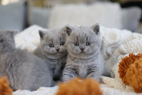 Britisch Kurzhaar Kätzchen aus eigener Aufzucht zu verkaufen