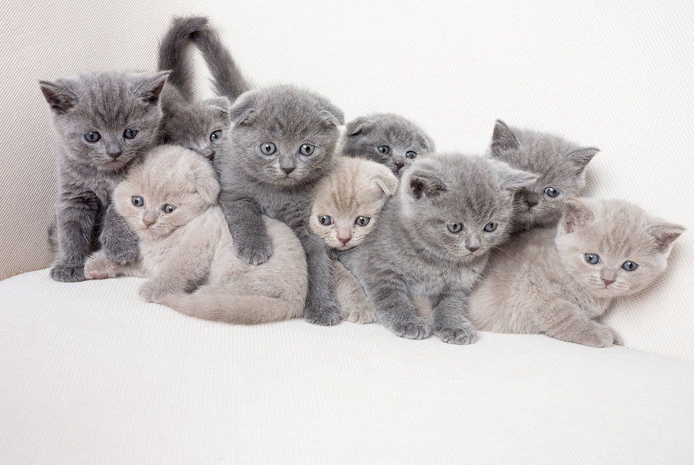 Britisch Kurzhaar Kätzchen aus eigener Aufzucht zu verkaufen