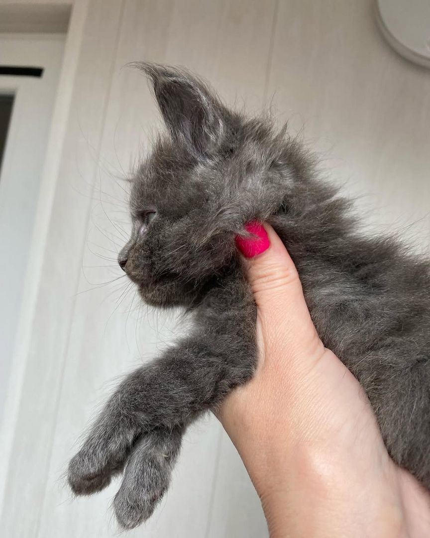 Maine Koon Kätzchen zu verkaufen Maine Koon Kätzchen zu verkaufen