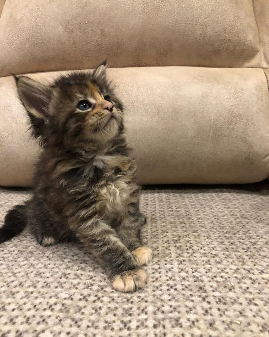 Maine Koon Kätzchen zu verkaufen Maine Koon Kätzchen zu verkaufen