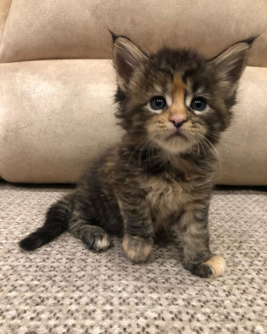 Maine Koon Kätzchen zu verkaufen Maine Koon Kätzchen zu verkaufen