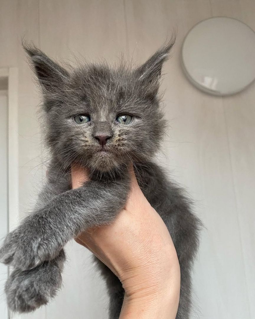 Maine Koon Kätzchen zu verkaufen Maine Koon Kätzchen zu verkaufen