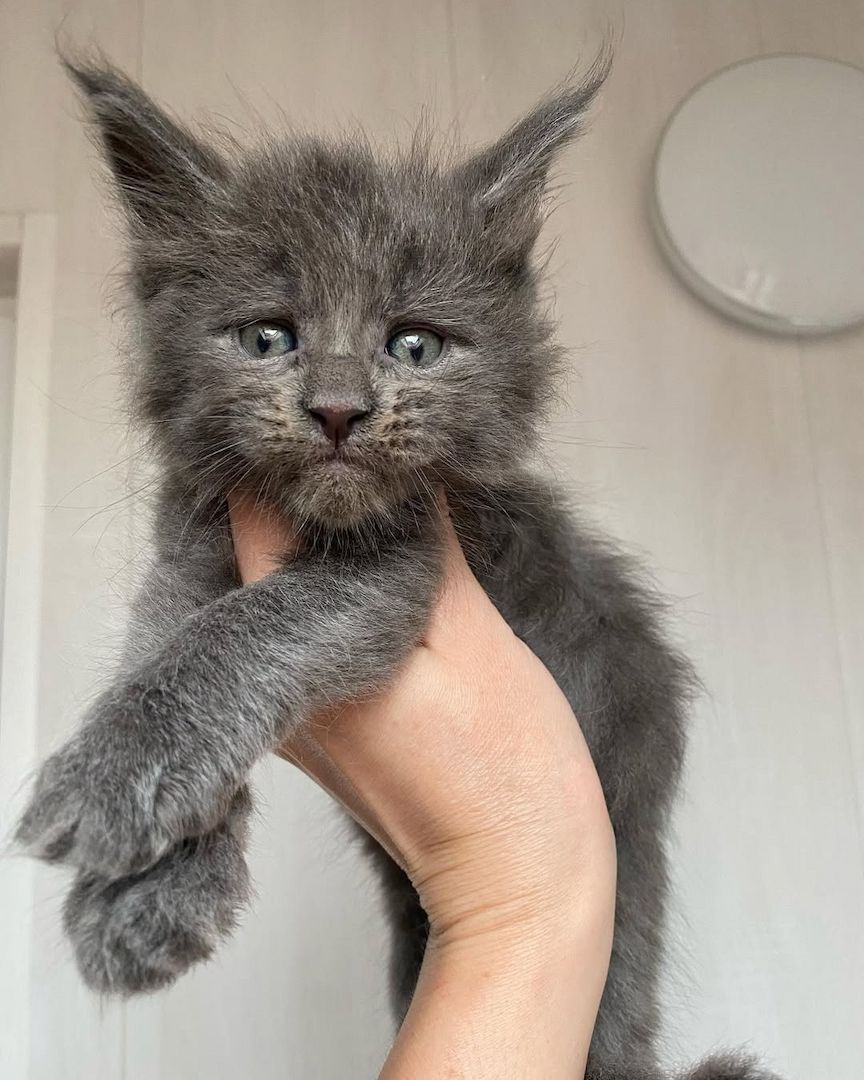 Maine Koon Kätzchen zu verkaufen Maine Koon Kätzchen zu verkaufen