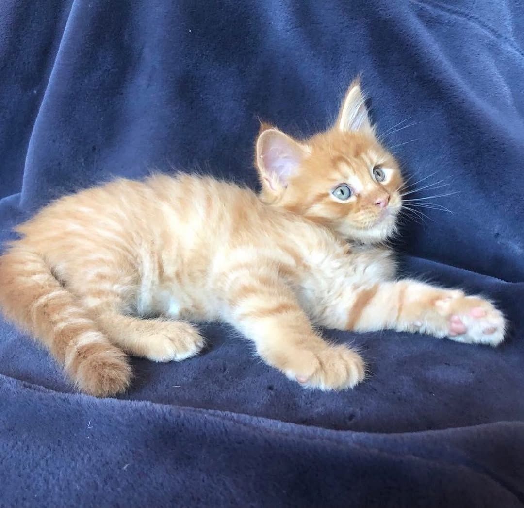 Maine Koon Kätzchen zu verkaufen Maine Koon Kätzchen zu verkaufen