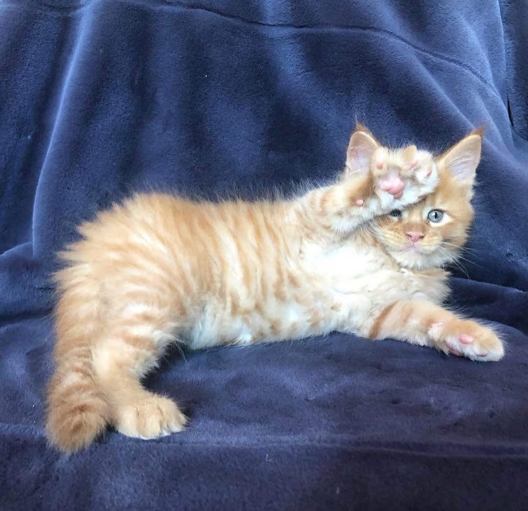 Maine Koon Kätzchen zu verkaufen Maine Koon Kätzchen zu verkaufen