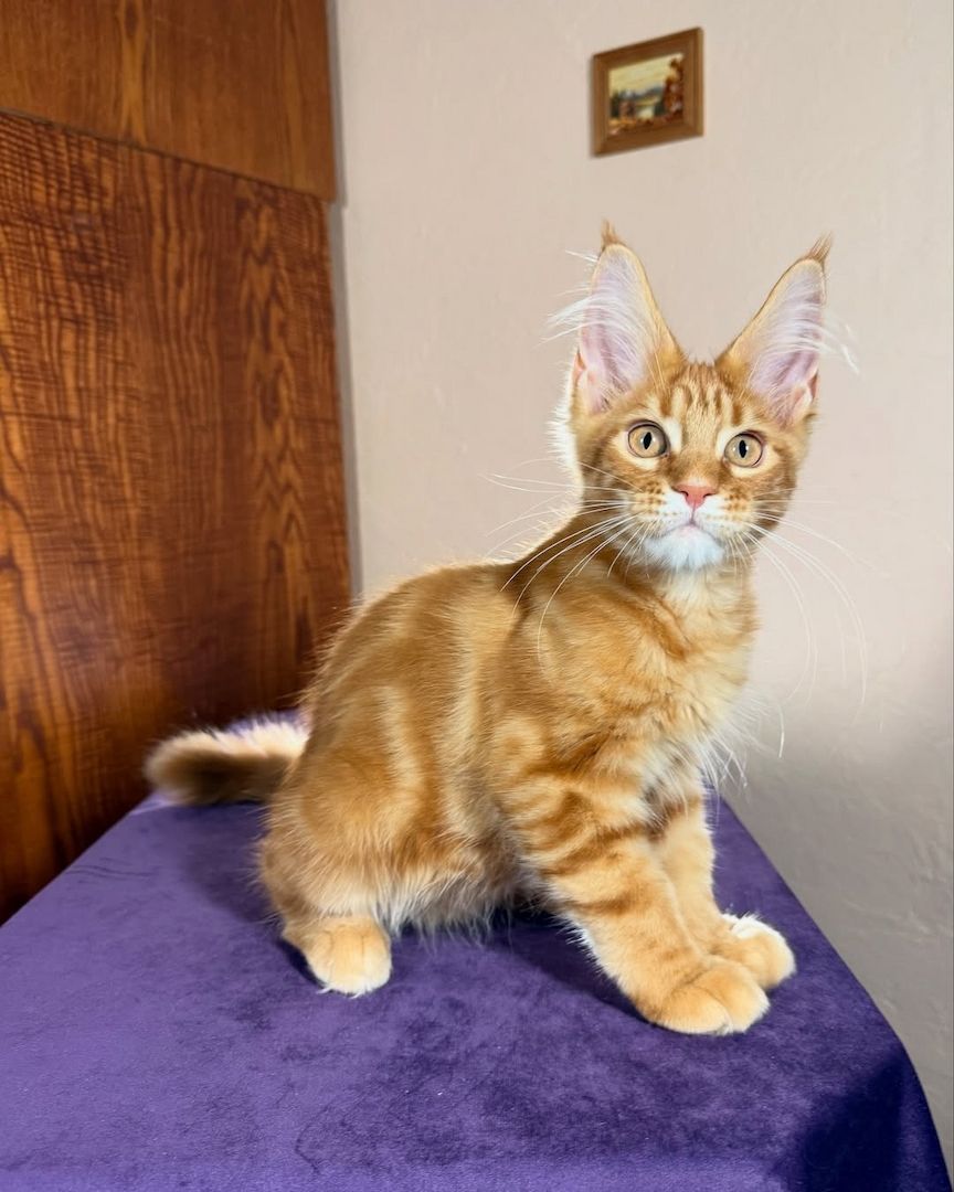 Maine Koon Kätzchen zu verkaufen Maine Koon Kätzchen zu verkaufen