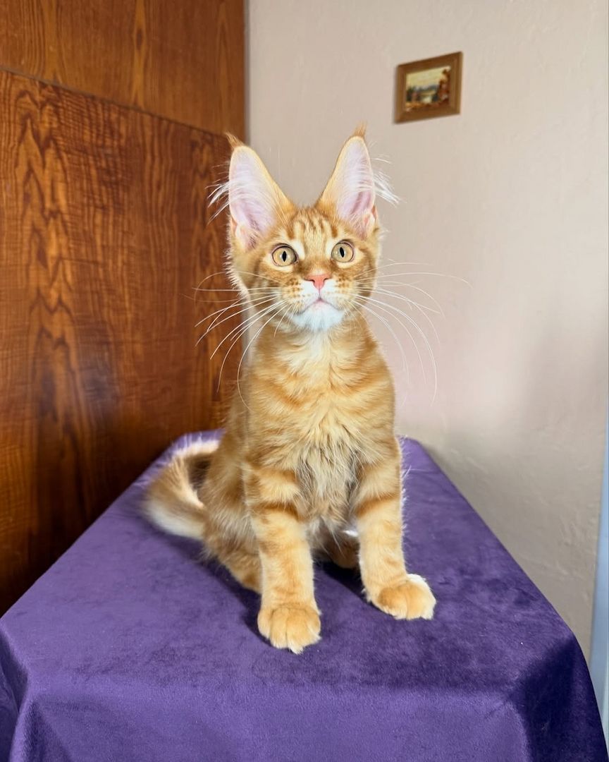 Maine Koon Kätzchen zu verkaufen Maine Koon Kätzchen zu verkaufen