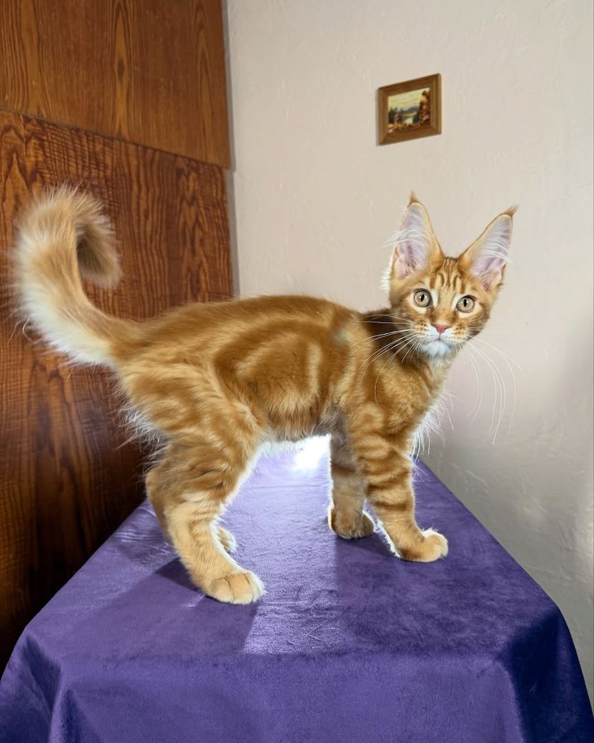 Maine Koon Kätzchen zu verkaufen Maine Koon Kätzchen zu verkaufen