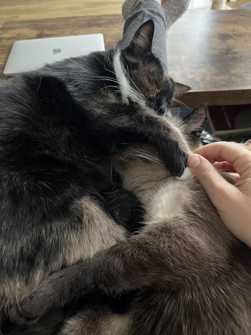 Ich suche ein Familie für zwei  Senja und Tomik