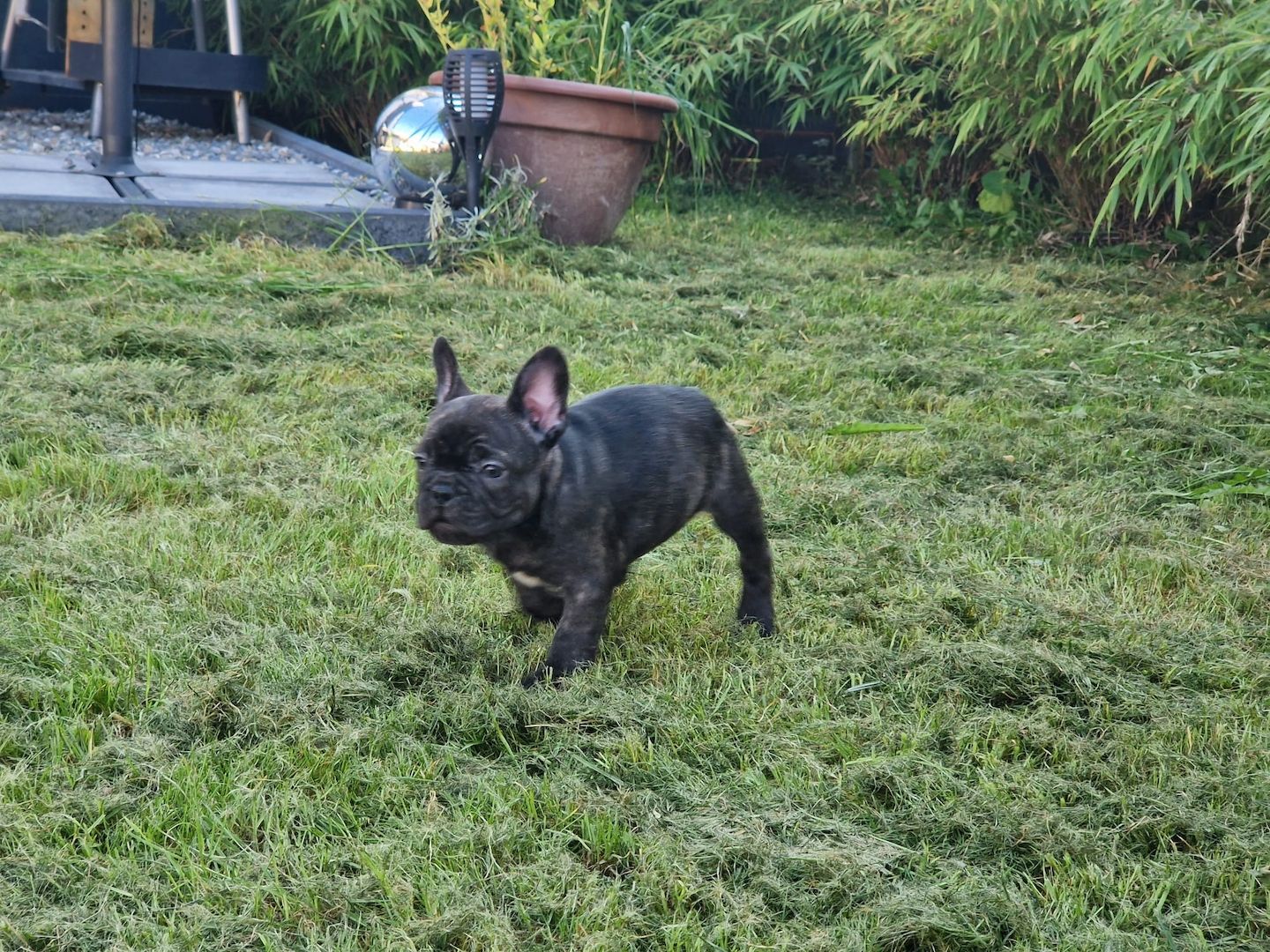 Französische Bulldoggen Welpen Männlich und Weiblich Französische Bulldoggen Welpen Männlich und Weiblich