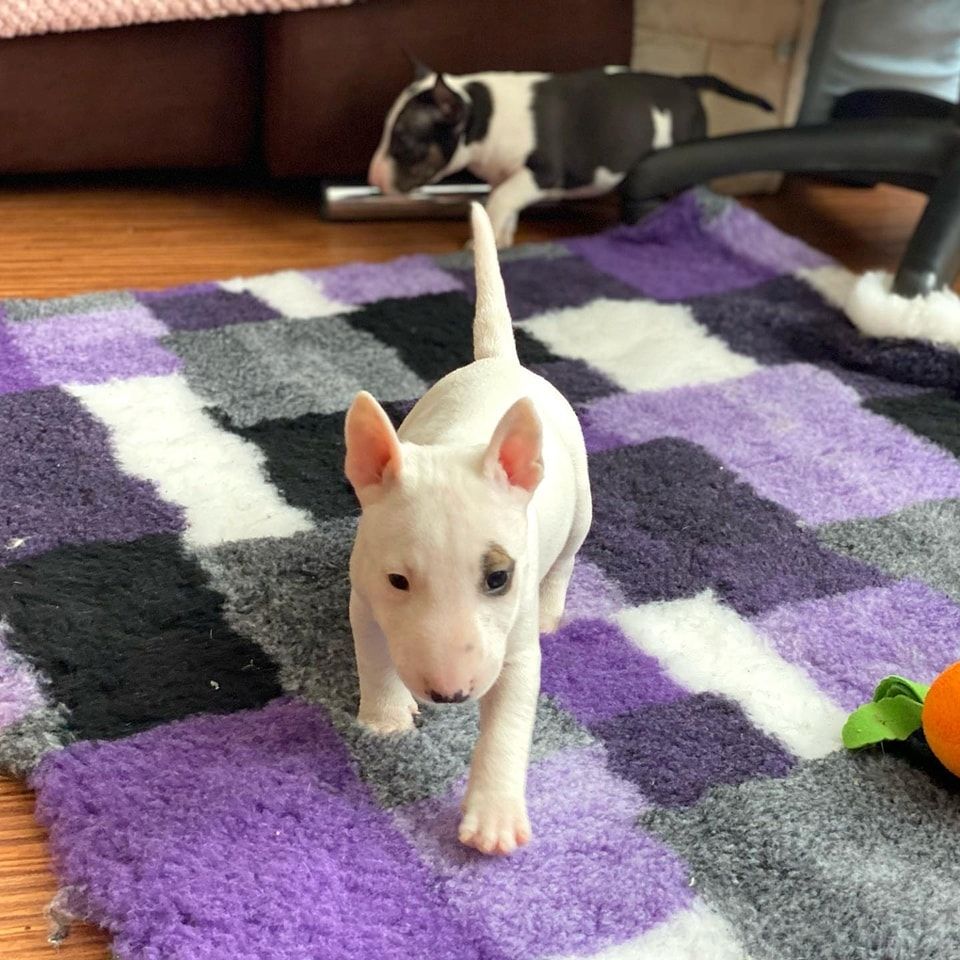 Mini Bull Terrier Welpen Mini Bull Terrier Welpen