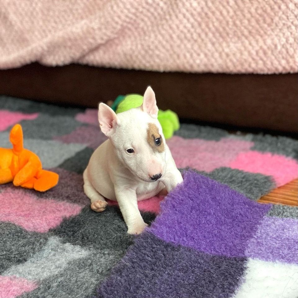 Mini Bull Terrier Welpen Mini Bull Terrier Welpen