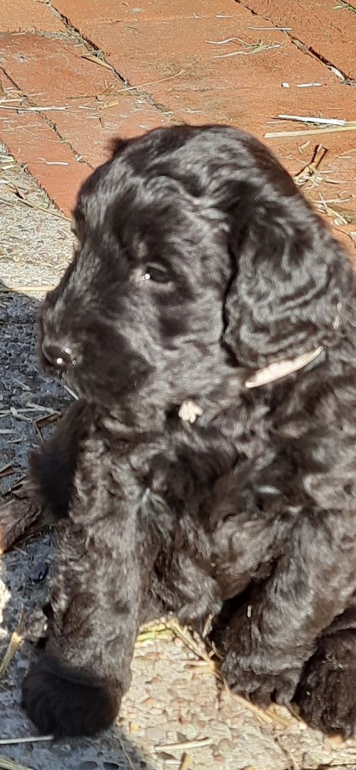 Schnoodle Welpen  Schnoodle Welpen