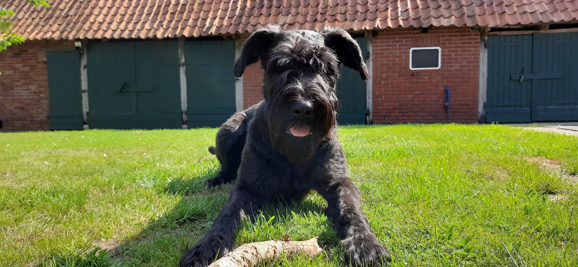 Schnoodle Welpen  Schnoodle Welpen