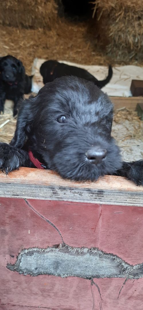 Schnoodle Welpen  Schnoodle Welpen