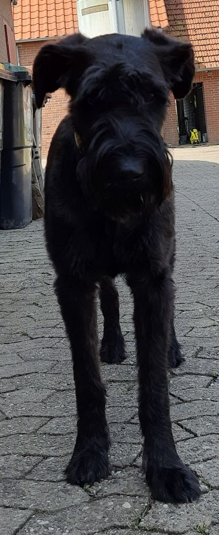 Schnoodle Welpen  Schnoodle Welpen