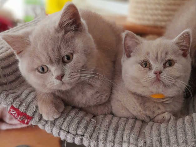 Kätzchen sucht neues Zuhause