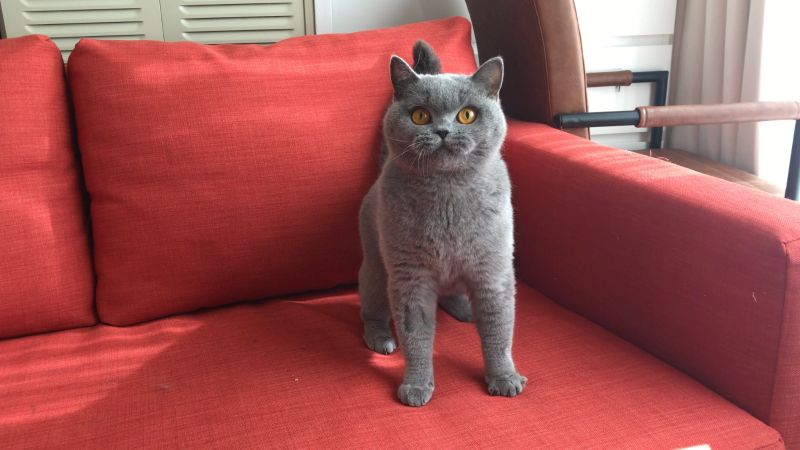 Kätzchen sucht neues Zuhause Kätzchen sucht neues Zuhause