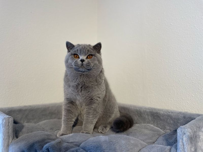 Kätzchen sucht neues Zuhause Kätzchen sucht neues Zuhause