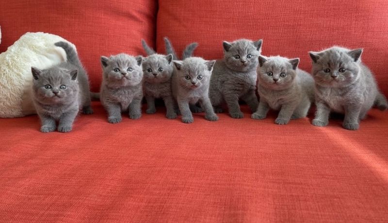 Kätzchen sucht neues Zuhause Kätzchen sucht neues Zuhause