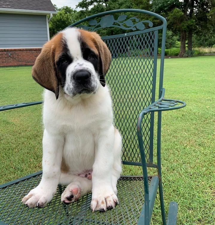 🐾❤️ Bernhardinerwelpen ab sofort verfügbar 🐾❤️