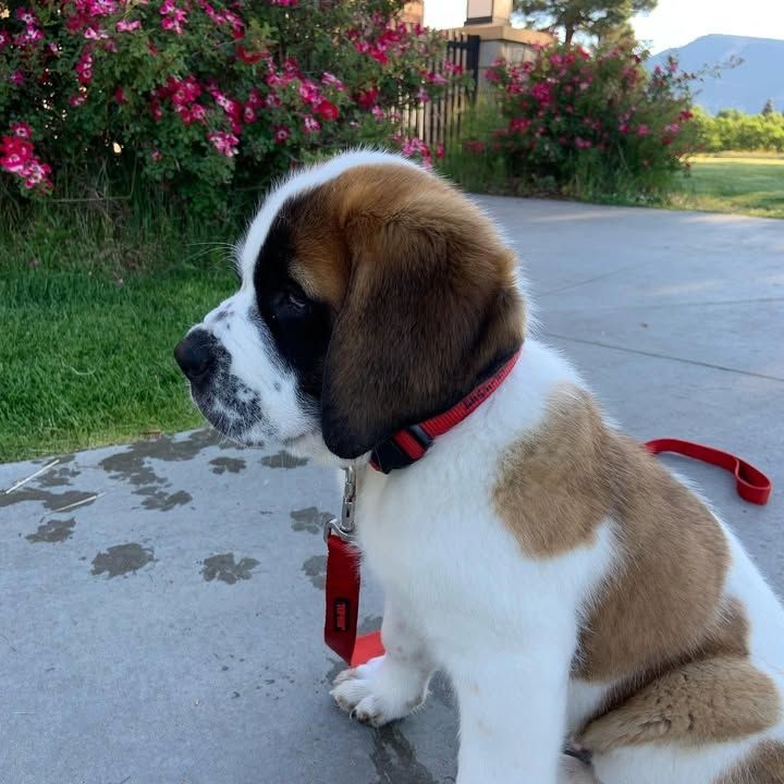 🐾❤️ Bernhardinerwelpen ab sofort verfügbar 🐾❤️