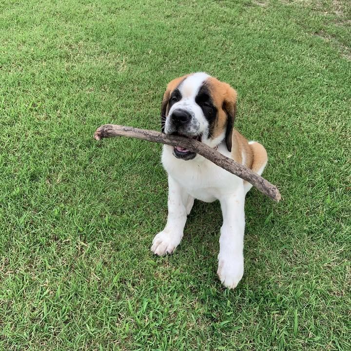 🐾❤️ Bernhardinerwelpen ab sofort verfügbar 🐾❤️