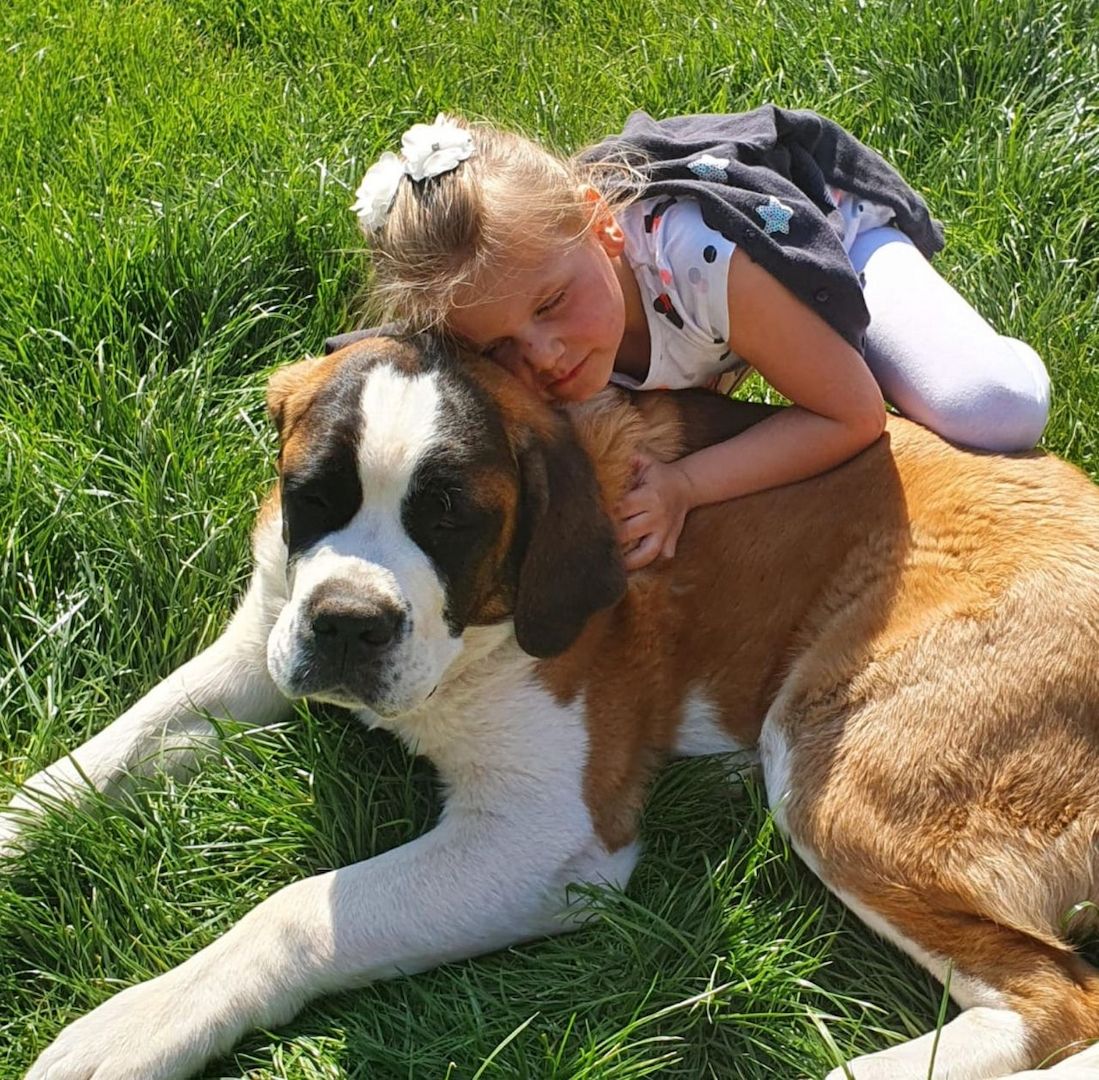 🐾❤️ Bernhardinerwelpen ab sofort verfügbar 🐾❤️