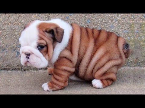 Englische Bulldogge welpen Englische Bulldogge welpen