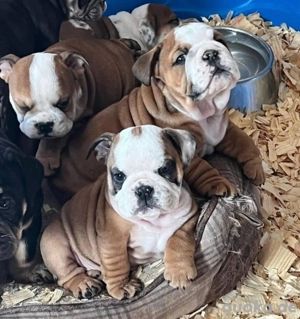 Englische Bulldogge welpen Englische Bulldogge welpen
