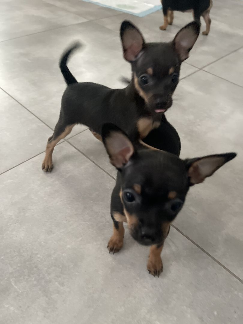 Süße Prager Rattler Welpen suchen liebevolles Zuhause Süße Prager Rattler Welpen suchen liebevolles Zuhause