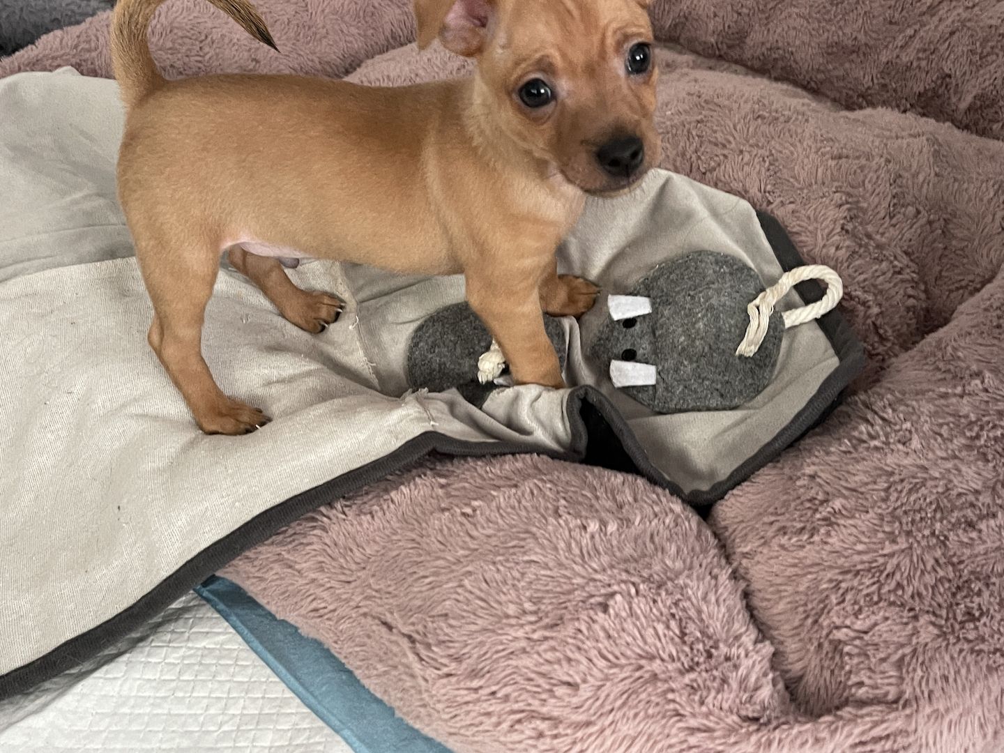 Süße Prager Rattler Welpen suchen liebevolles Zuhause Süße Prager Rattler Welpen suchen liebevolles Zuhause