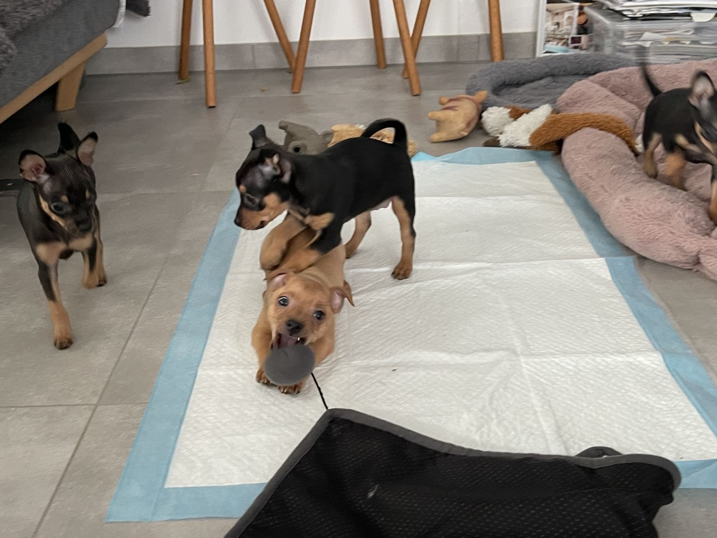 Süße Prager Rattler Welpen suchen liebevolles Zuhause Süße Prager Rattler Welpen suchen liebevolles Zuhause