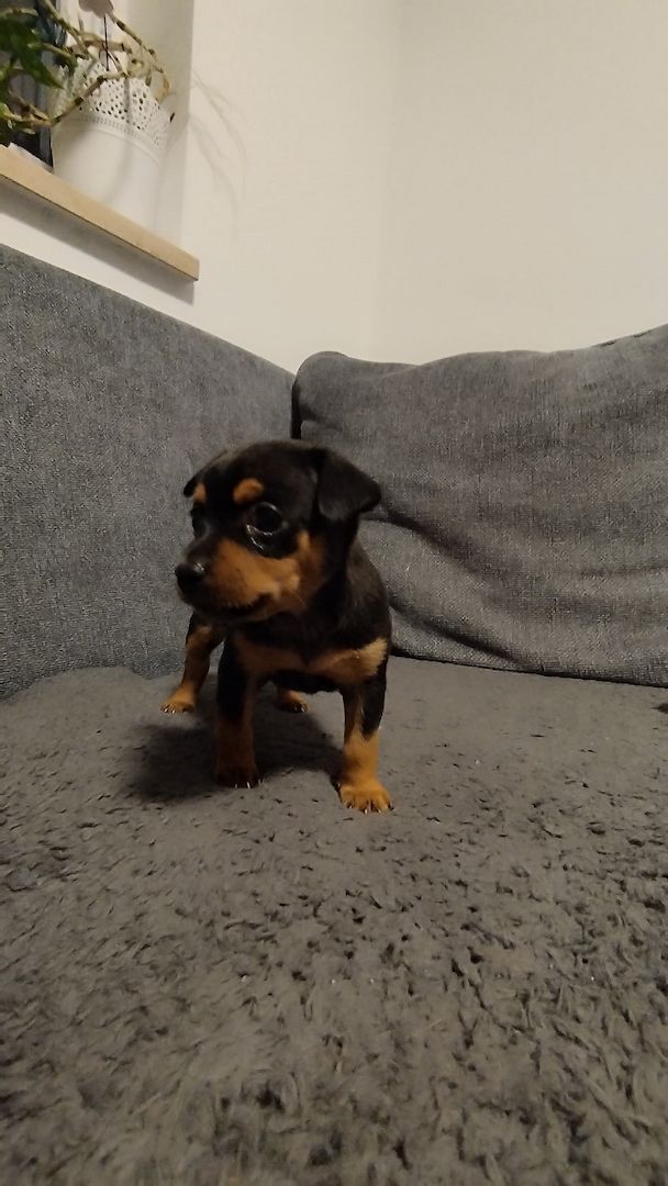 Süße Prager Rattler Welpen suchen liebevolles Zuhause Süße Prager Rattler Welpen suchen liebevolles Zuhause